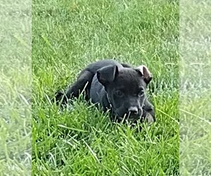 Australian Shepherd-Unknown Mix Dogs for adoption in Fort Wayne, IN, USA