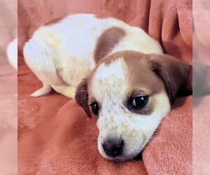 Mutt Dogs for adoption in Rutherfordton, NC, USA
