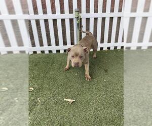 American Pit Bull Terrier Dogs for adoption in Modesto, CA, USA
