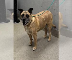German Shepherd Dog-Unknown Mix Dogs for adoption in Las Vegas, NV, USA