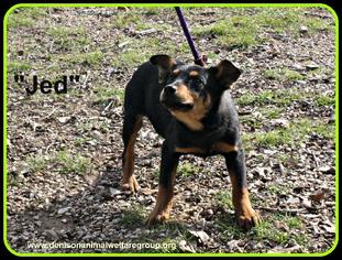 Rottweiler-Unknown Mix Dogs for adoption in Denison, TX, USA