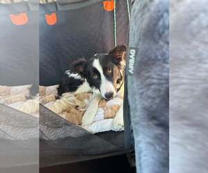 Border Collie Dogs for adoption in Paso Robles, CA, USA