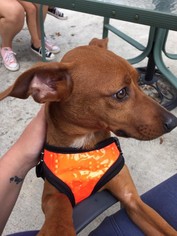 Meagle Dogs for adoption in New Hampton, NY, USA