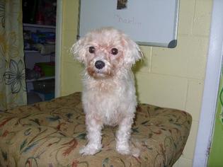 Maltese Dogs for adoption in Ellijay, GA, USA