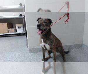 American Pit Bull Terrier-Unknown Mix Dogs for adoption in Pasadena, TX, USA