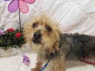 Mutt Dogs for adoption in Fairfield, CA, USA