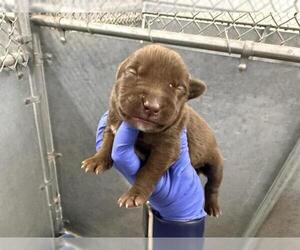 Bull Terrier-Staffordshire Bull Terrier Mix Dogs for adoption in HESPERIA, CA, USA