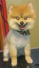 Pomeranian Dogs for adoption in Horn Lake, MS, USA
