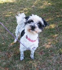 Shih Apso Dogs for adoption in Mukwonago, WI, USA