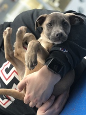 Medium Photo #1 Blue Lacy Puppy For Sale in Rockaway, NJ, USA