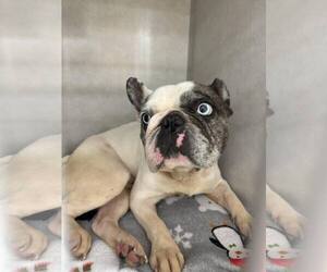 French Bulldog Dogs for adoption in Mount Pleasant, SC, USA