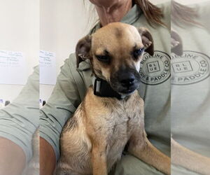 Chihuahua-Unknown Mix Dogs for adoption in Chandler, AZ, USA