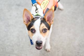Jack-A-Bee Dogs for adoption in Brooklyn, NY, USA