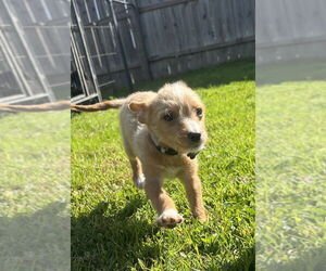 Chihuahua-Cocker Spaniel Mix Dogs for adoption in Aurora, IN, USA