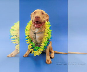 Labrador Retriever-Unknown Mix Dogs for adoption in The Woodlands, TX, USA