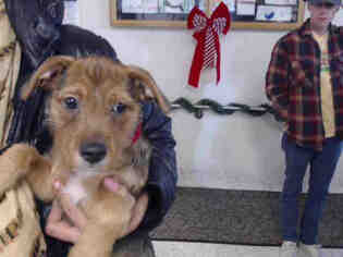 Border Terrier Dogs for adoption in San Francisco, CA, USA