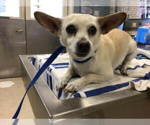 Chihuahua Dogs for adoption in Riverside, CA, USA