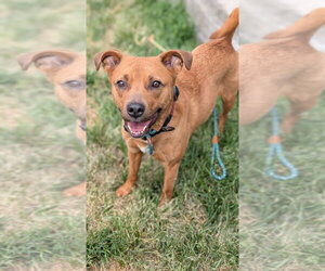 Staffordshire Bull Terrier-Unknown Mix Dogs for adoption in Salt Lake City, UT, USA