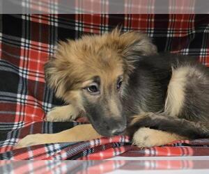 German Shepherd Dog-Unknown Mix Dogs for adoption in HESPERIA, CA, USA