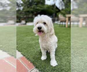 Coton de Tulear Dogs for adoption in Menifee, CA, USA