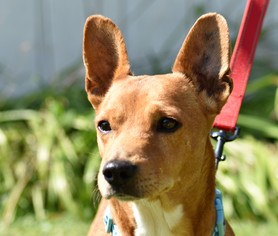 Dorgi Dogs for adoption in Pequot Lakes, MN, USA