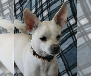 Chihuahua Dogs for adoption in Queen Creek, AZ, USA