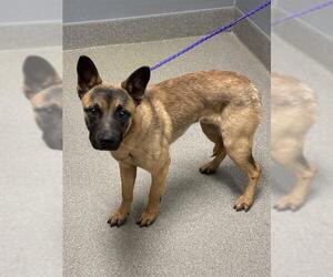 German Shepherd Dog-Unknown Mix Dogs for adoption in Las Vegas, NV, USA