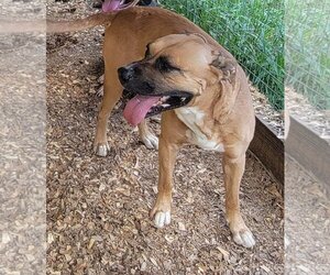 Black Mouth Cur-Boxer Mix Dogs for adoption in Lonsdale, AR, USA