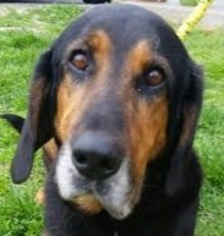 Basset Hound-Unknown Mix Dogs for adoption in Silver Spring, MD, USA