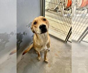Shepradors Dogs for adoption in Tracy, CA, USA