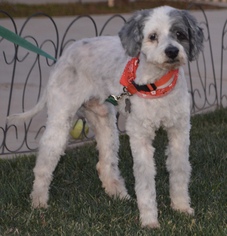 Havanese Dogs for adoption in Palo Alto, CA, USA