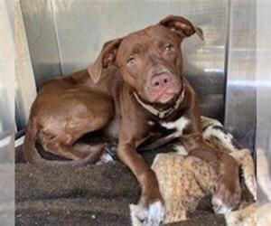 American Pit Bull Terrier-Labrador Retriever Mix Dogs for adoption in Woodland, CA, USA