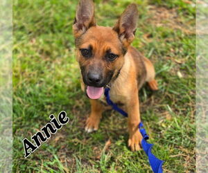 German Shepherd Dog-Unknown Mix Dogs for adoption in LOGANVILLE, GA, USA