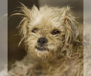 Shih Tzu-Unknown Mix Dogs for adoption in San Antonio, TX, USA
