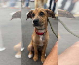 Mutt Dogs for adoption in Newport Beach, CA, USA