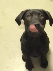Labrador Retriever-Unknown Mix Dogs for adoption in Toms River, NJ, USA