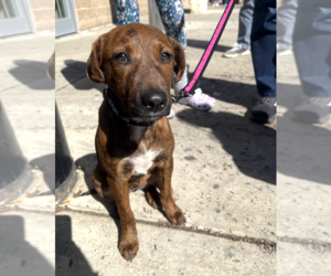 Labrador Retriever-Unknown Mix Dogs for adoption in Rockville, MD, USA