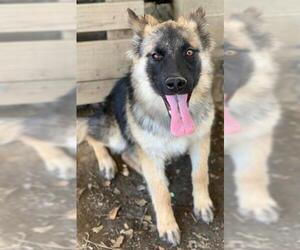 German Shepherd Dog-Unknown Mix Dogs for adoption in Riverside, CA, USA