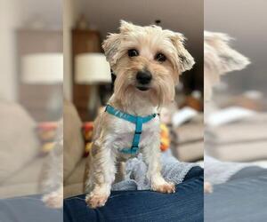 Maltese-Unknown Mix Dogs for adoption in Greensboro, NC, USA