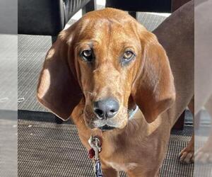 Redbone Coonhound Dogs for adoption in Potomac, MD, USA