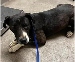 Mutt Dogs for adoption in HESPERIA, CA, USA