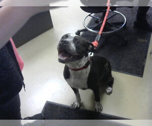 American Bulldog Dogs for adoption in Fort Wayne, IN, USA