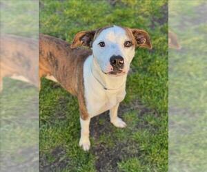 American Pit Bull Terrier-Labrador Retriever Mix Dogs for adoption in Conroe, TX, USA
