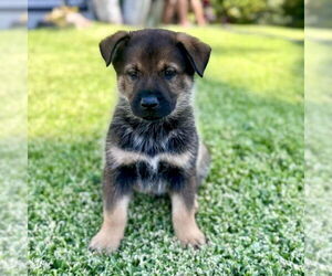 Mutt Dogs for adoption in San Juan Capistrano, CA, USA