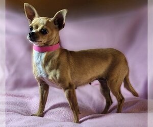 Chihuahua Dogs for adoption in Bon Carbo, CO, USA