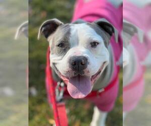 American Pit Bull Terrier Dogs for adoption in Santa Barbara, CA, USA