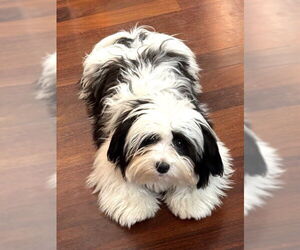 Havanese Dogs for adoption in St. Louis Park, MN, USA