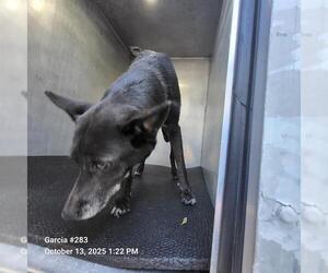 German Shepherd Dog-Unknown Mix Dogs for adoption in San Antonio, TX, USA