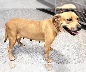 Mutt Dogs for adoption in Houston, TX, USA