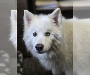 American Eskimo Dog-Samoyed Mix Dogs for adoption in Princeton, MN, USA